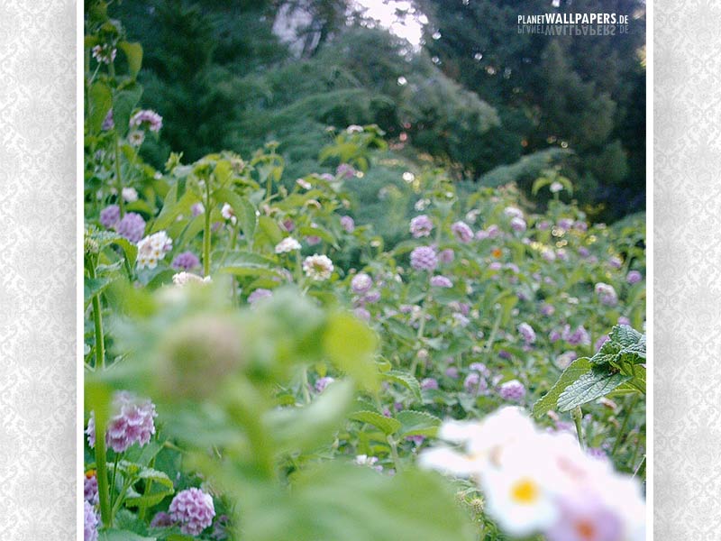 Blumen Desktop Bilder