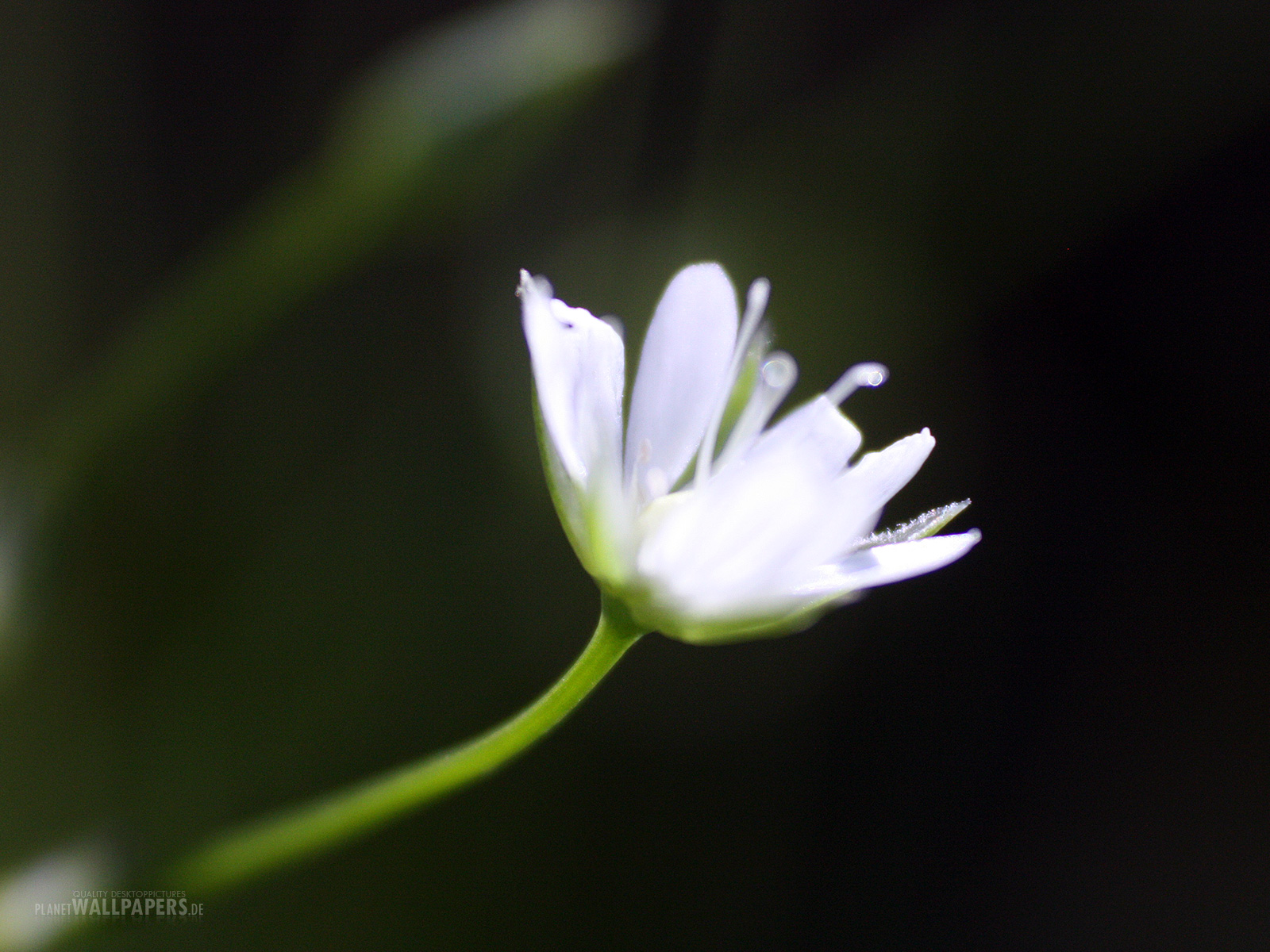 Blumen Desktop Bilder