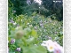 Bilder von Blumen