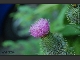 Blumen