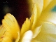 Blumen