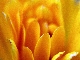 Blumen