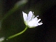 Blumen