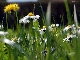 Blumen