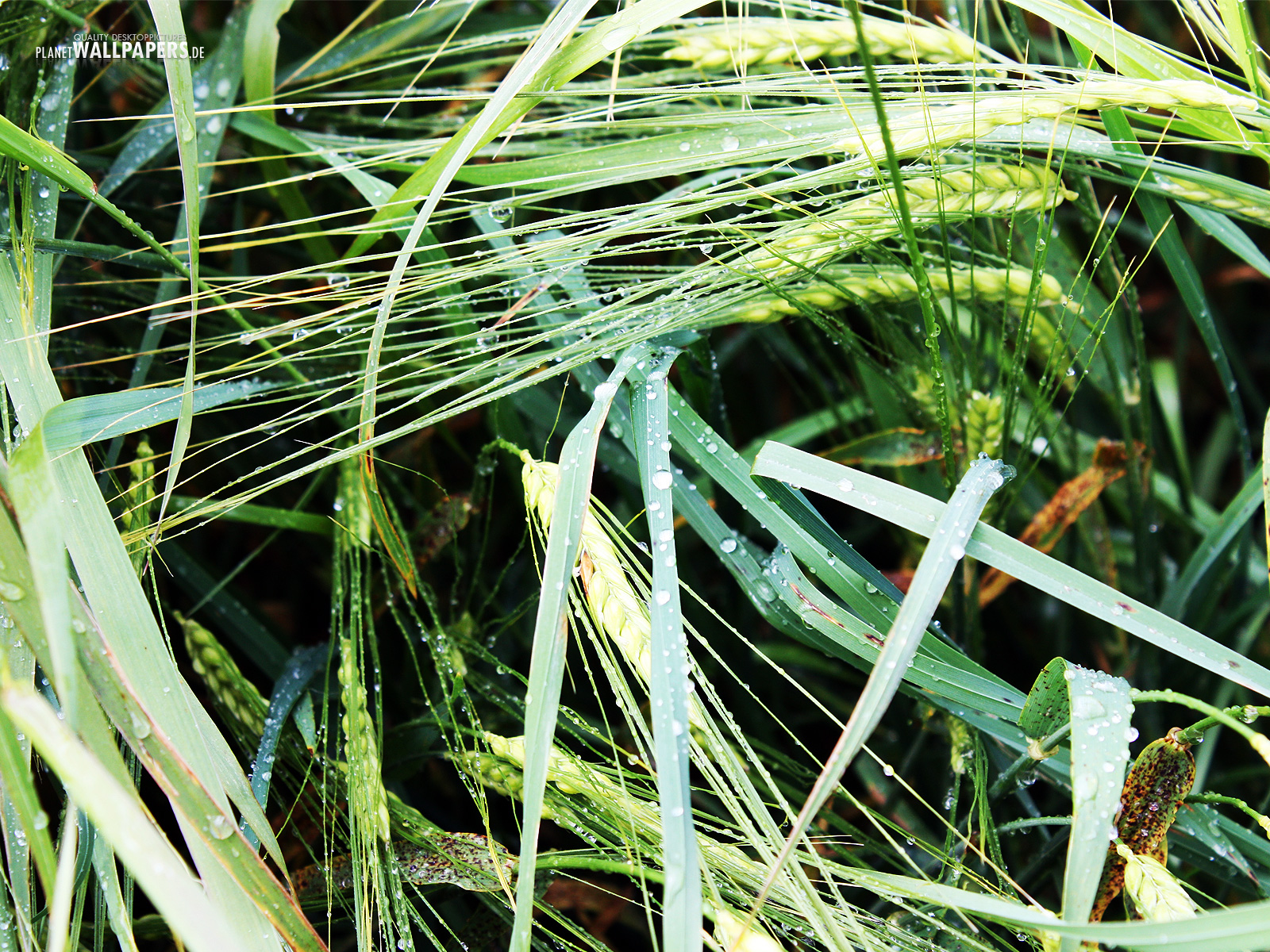 Felder Desktop Bilder