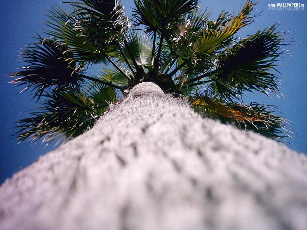Strand und Palmen Desktop Bilder