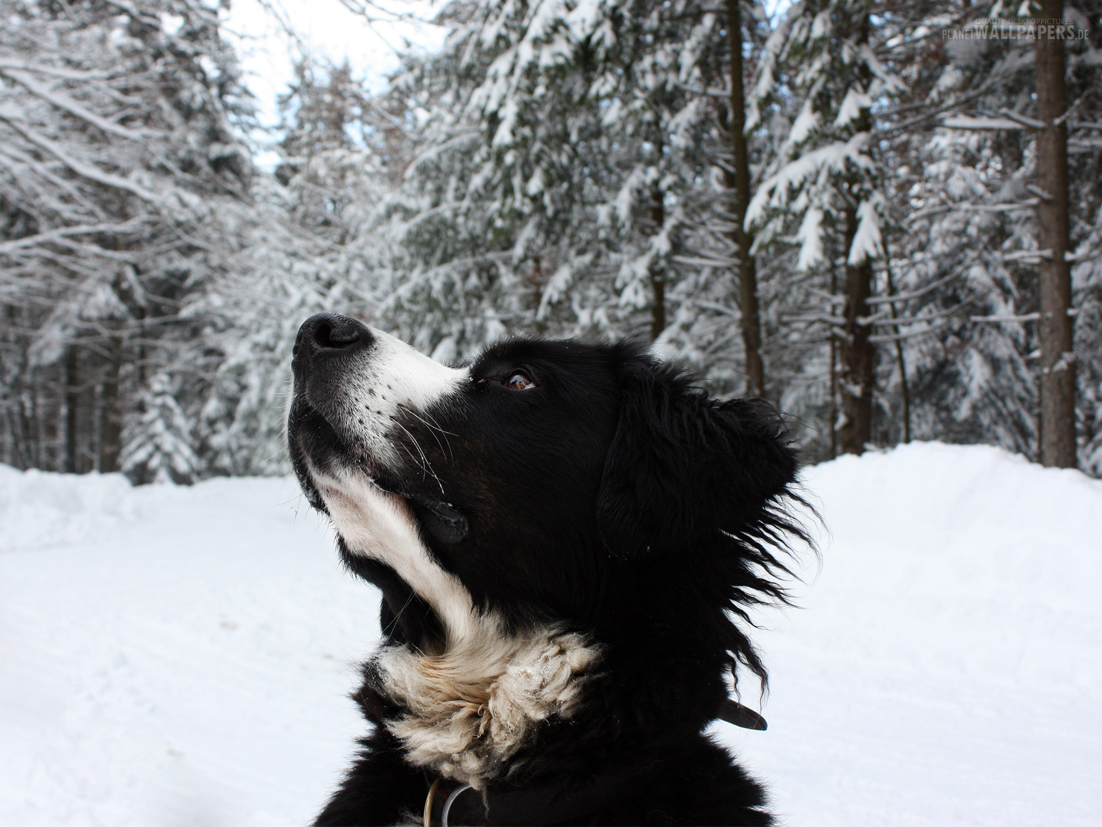 Hunde Desktop Bilder