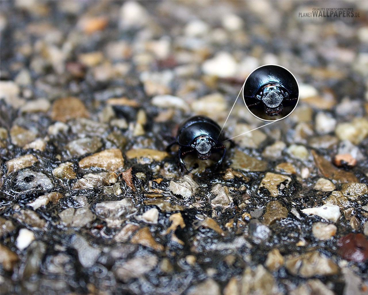 Insekten Desktop Bilder
