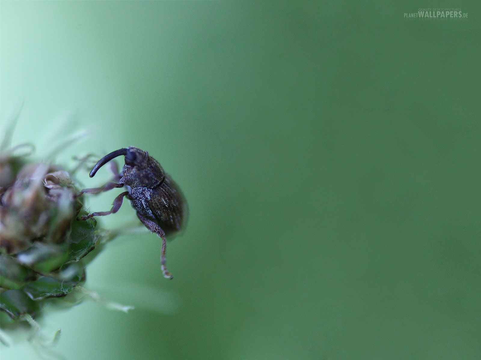 Insekten Desktop Bilder