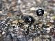 Insekten