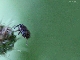 Insekten