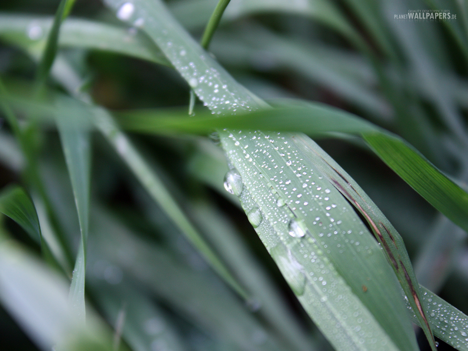 Pflanzen Desktop Bilder