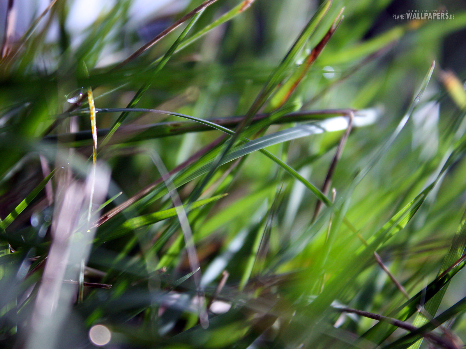 Pflanzen Desktop Bilder