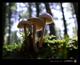 Bild von terrasight.net - #29