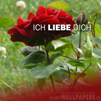 Ich liebe dich Desktop Bilder
