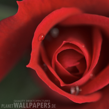 Ich liebe dich Desktop Bilder