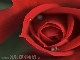Ich-liebe-dich