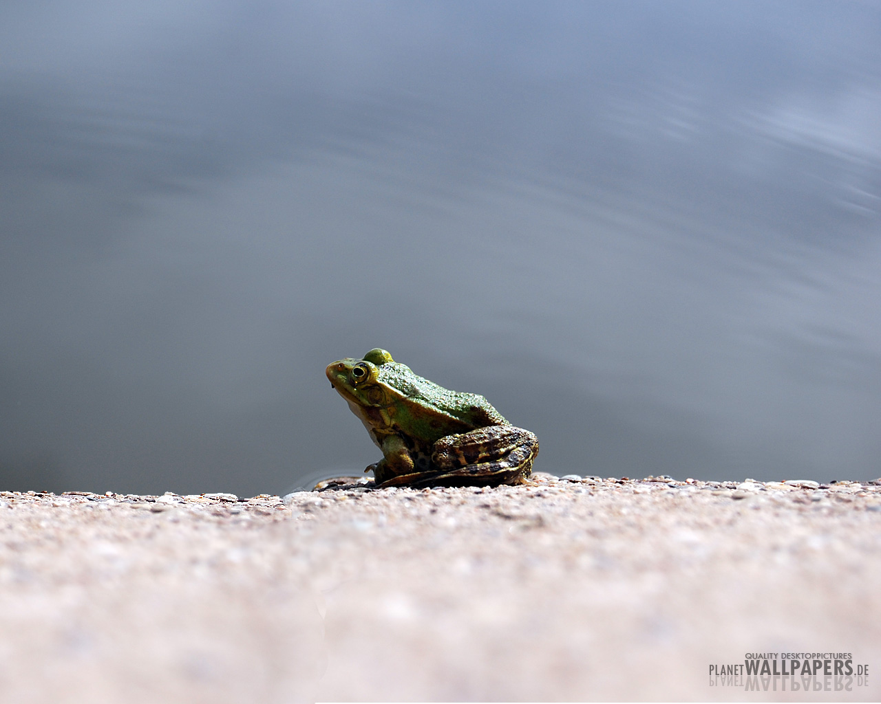 Froesche Desktop Bilder