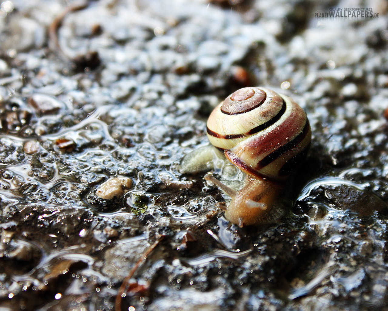 Schnecken Desktop Bilder